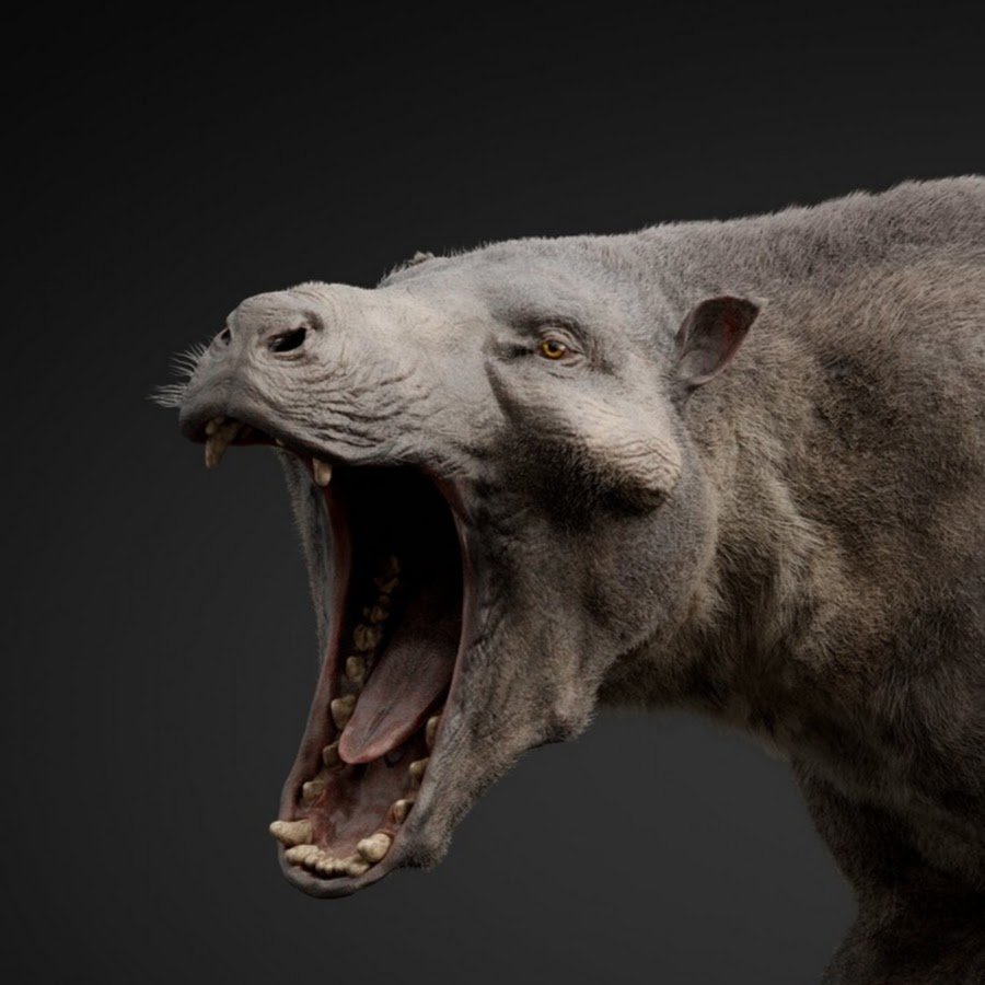 Чёрная акула животное