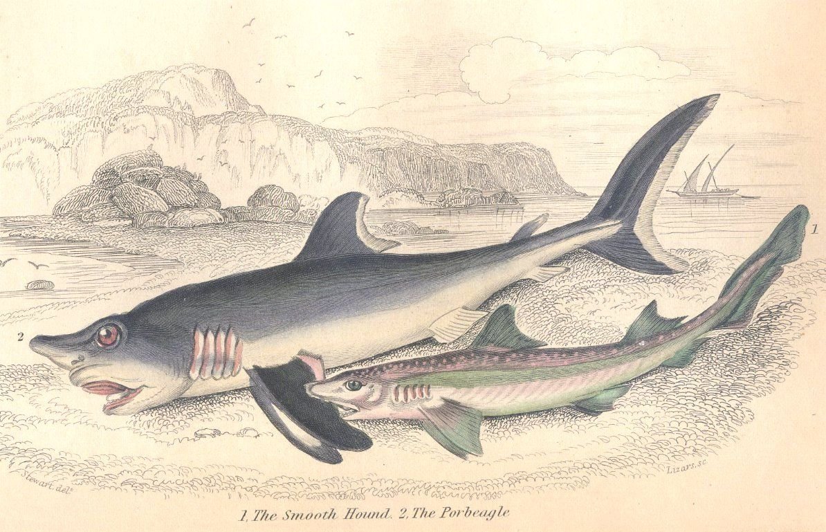 Рыжая акула