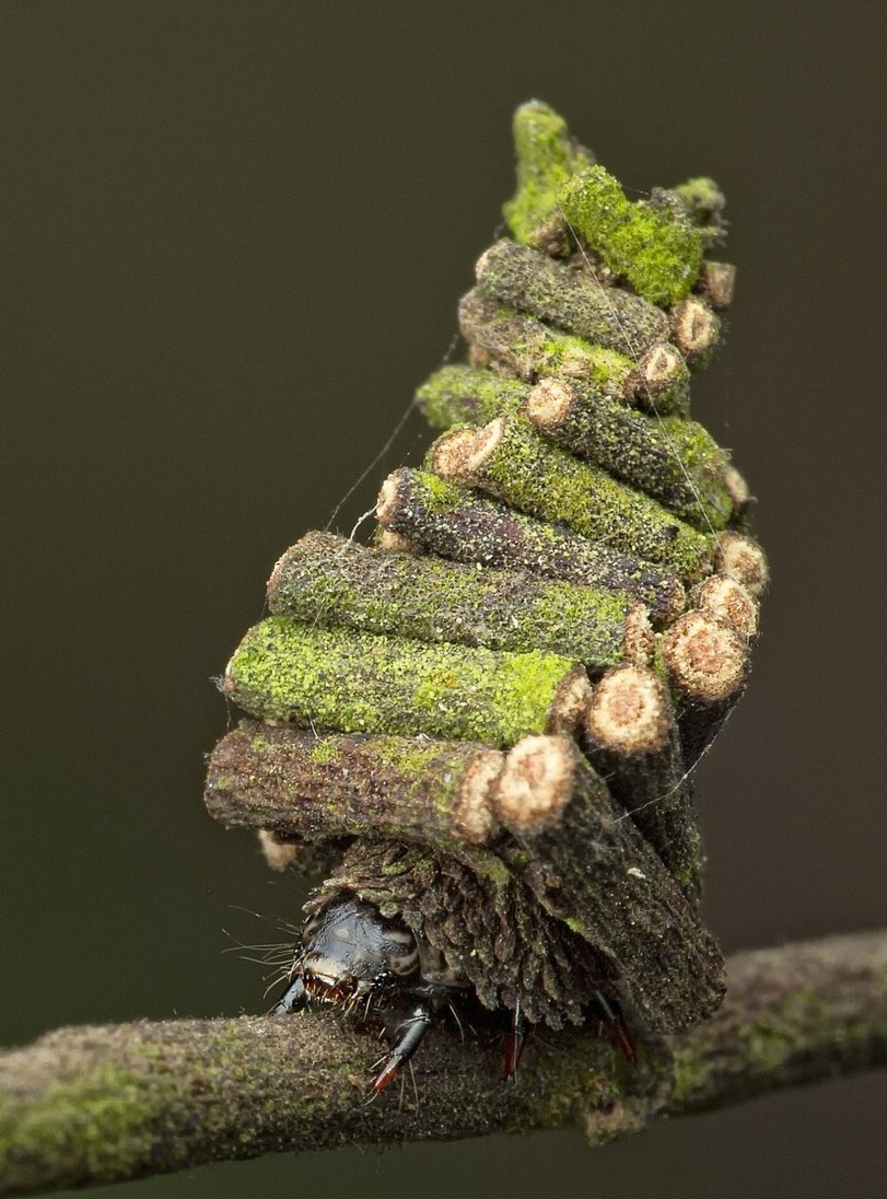 Гусеницы Bagworm Moth