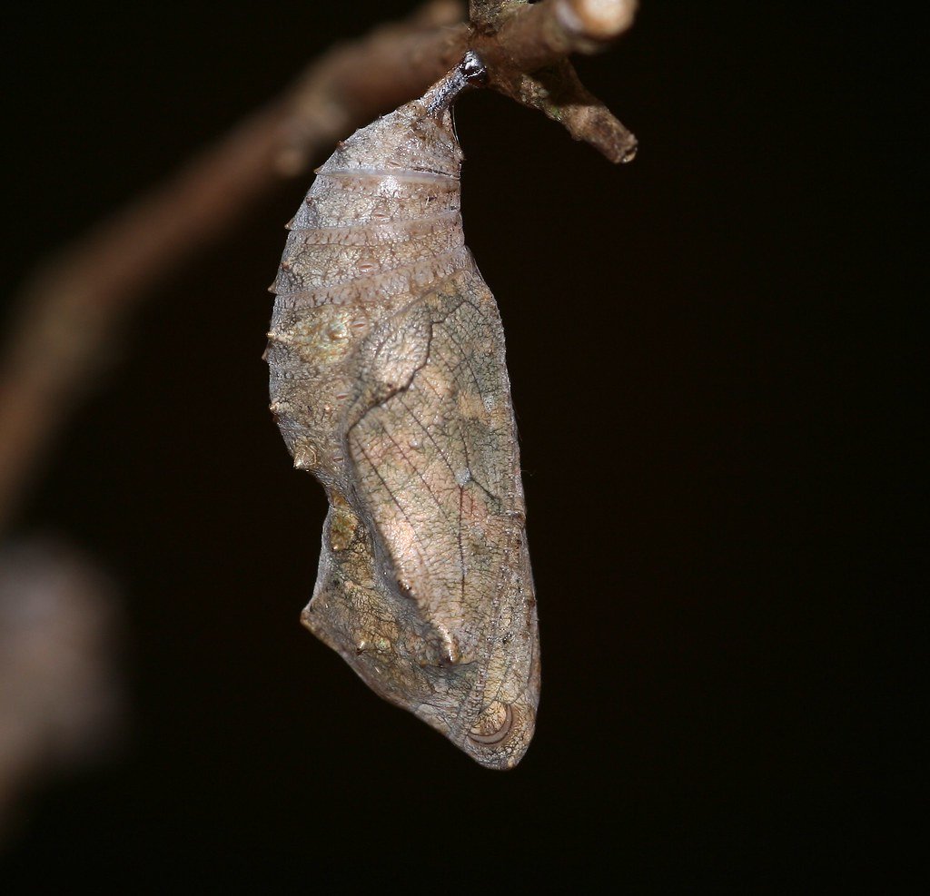 Куколка бабочки Менелай