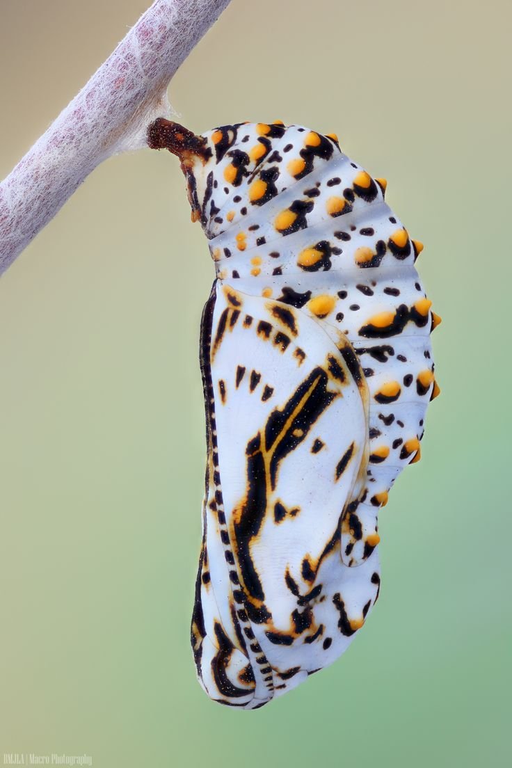 Бабочка парусник Румянцева кокон
