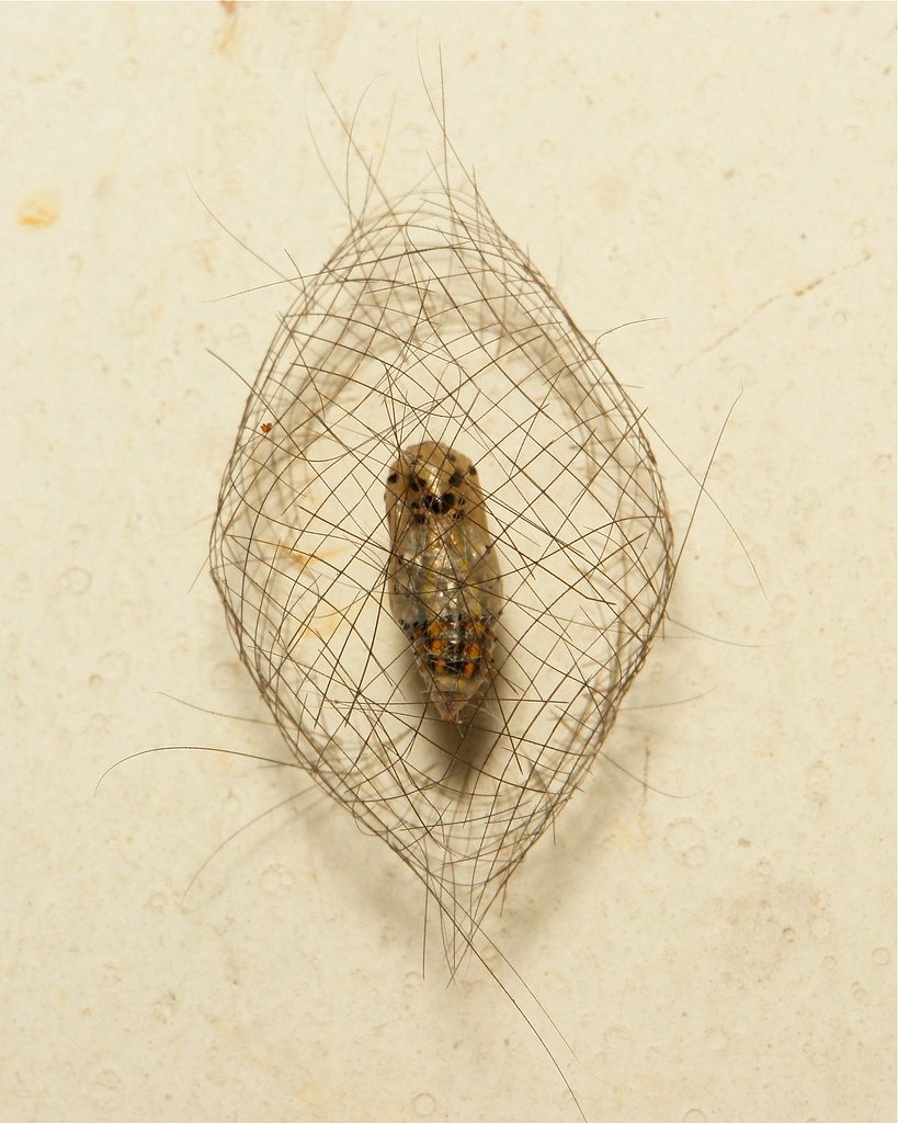 Халикодома кокон это что такое