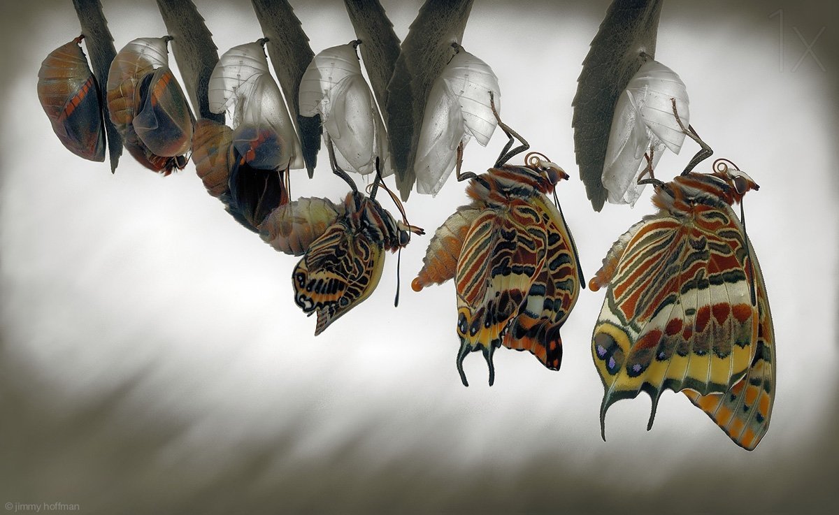 Кокон бабочки Румянцева