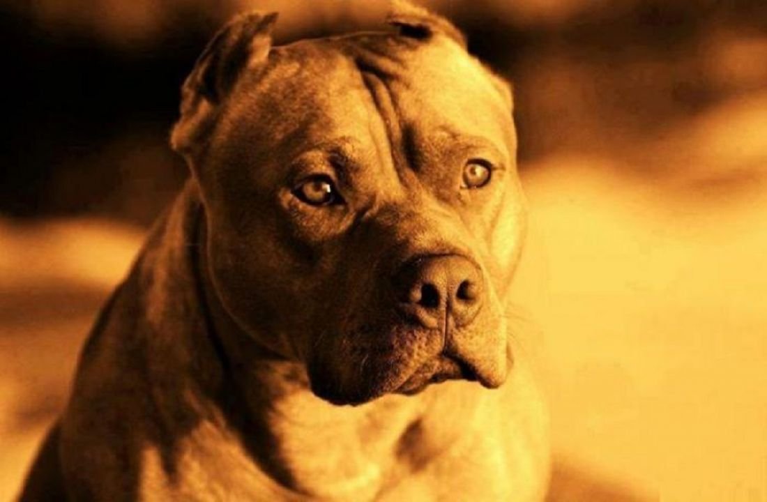 Брэд питбуль