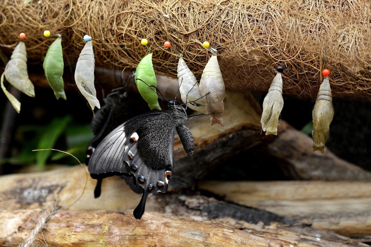 Белый кокон бабочки