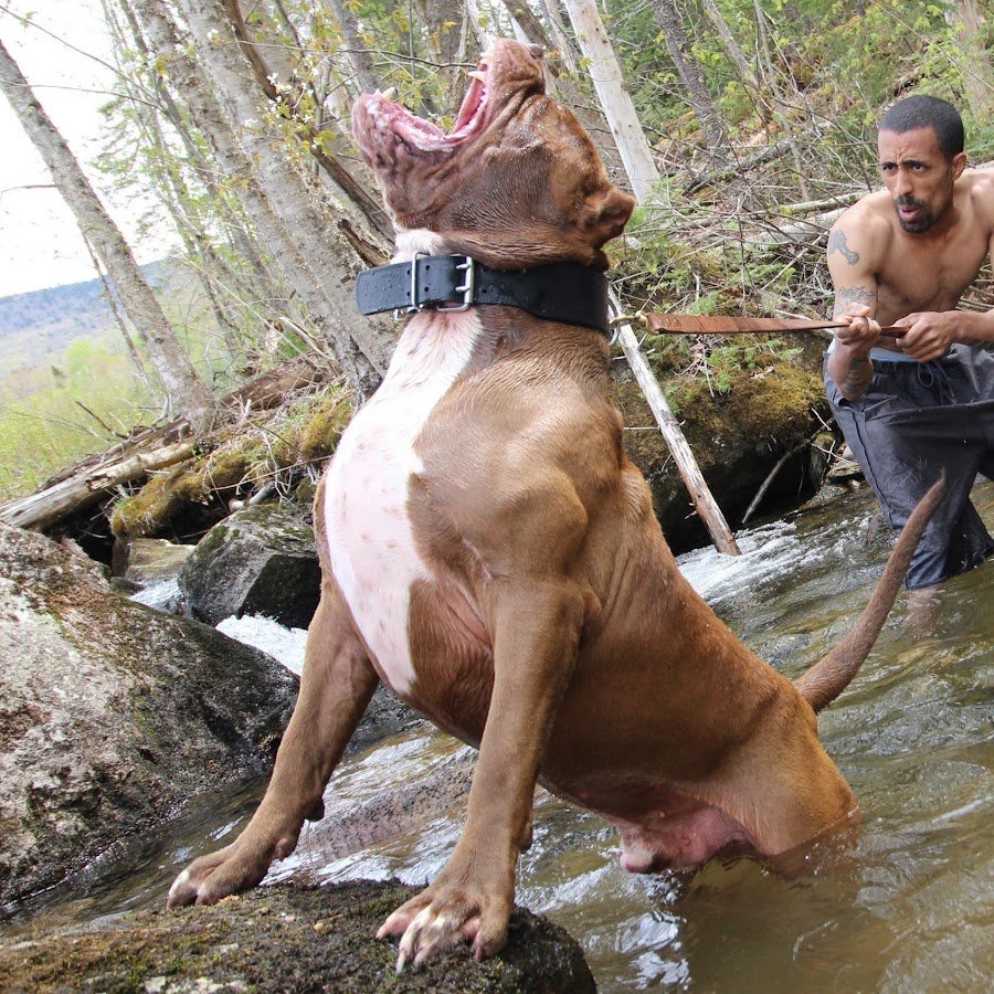 Стаффорд с человеком