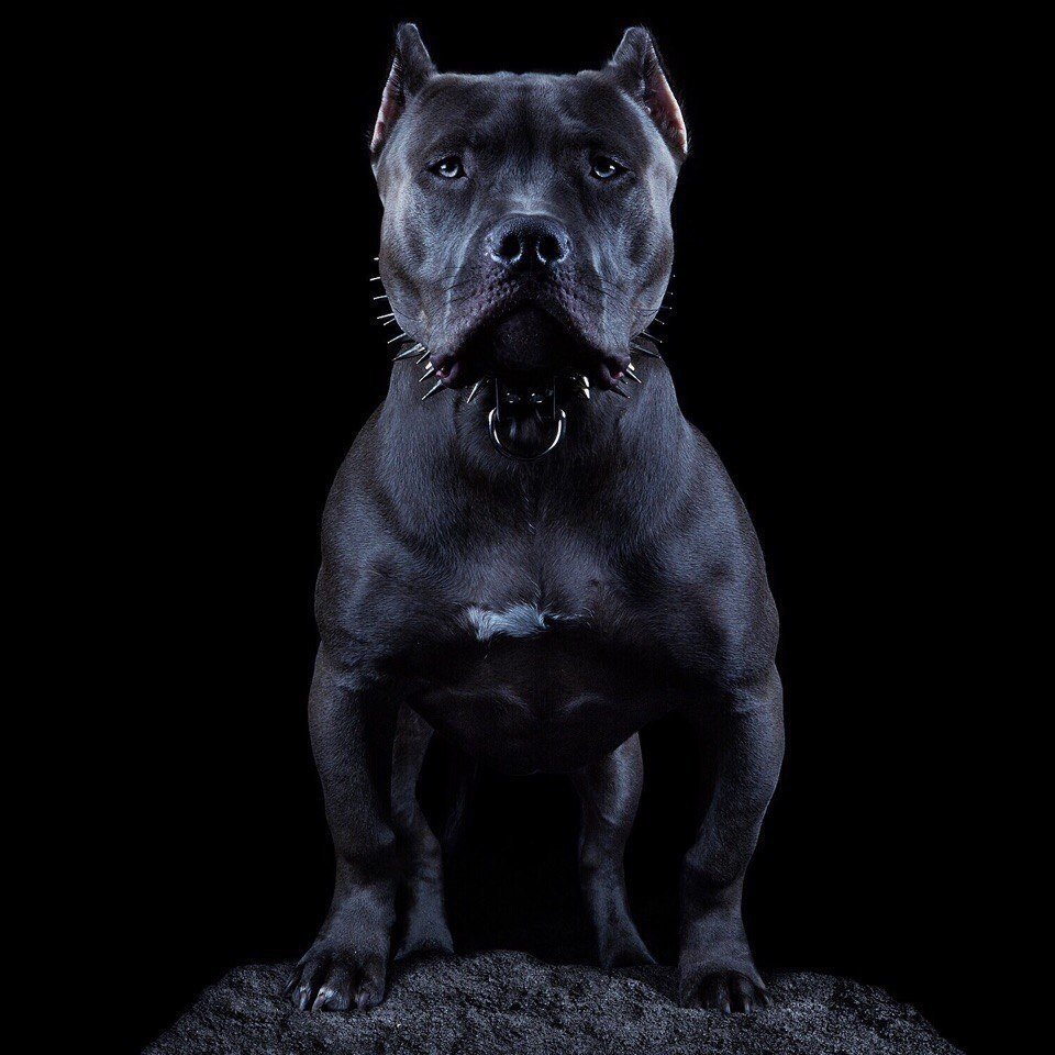 Питбуль на черном фоне