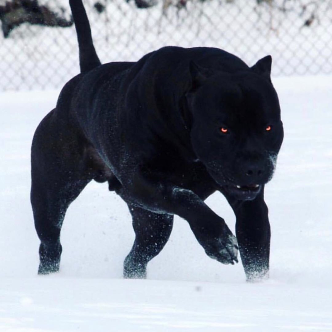 Американский питбультерьер черн