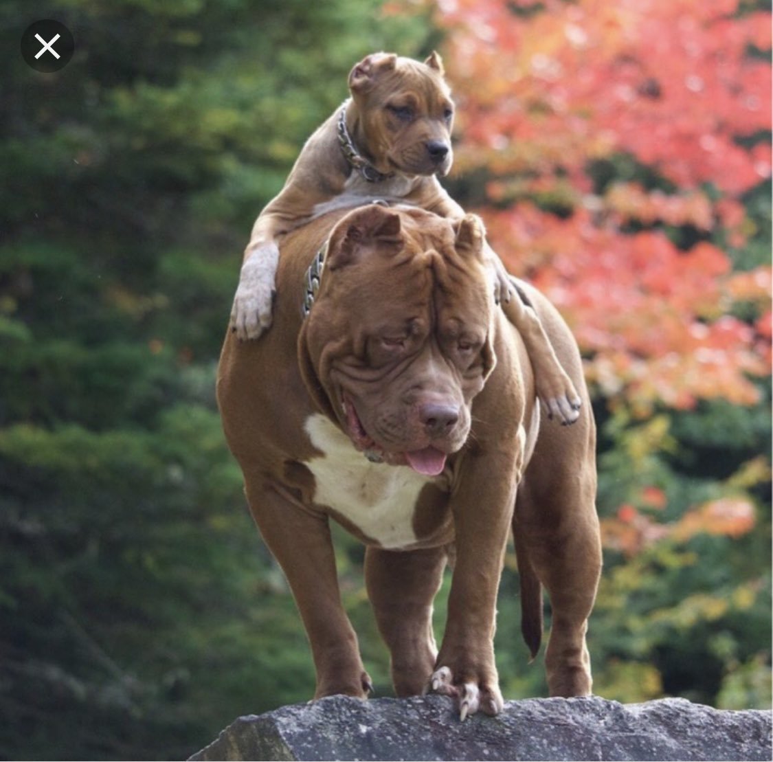 Американский питбуль Халк