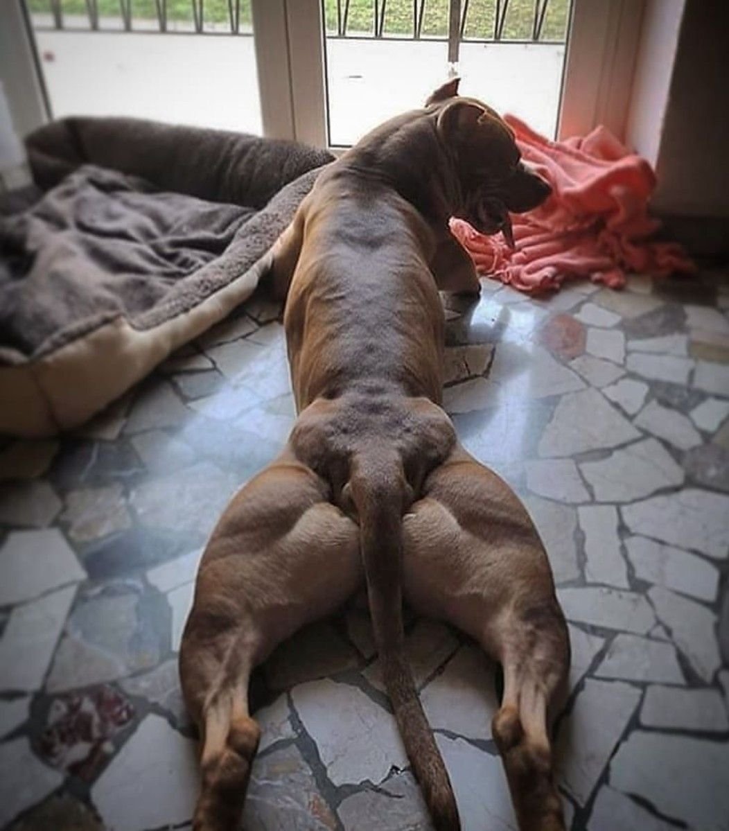 Мускулистая спина собаки