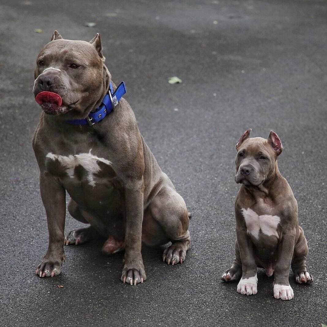 Стаффордширский терьер миостатин