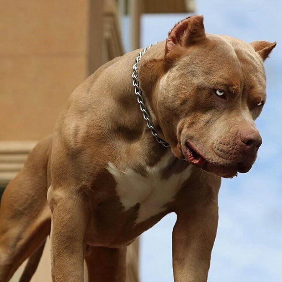 Американский стаффордширский питбультерьер злые