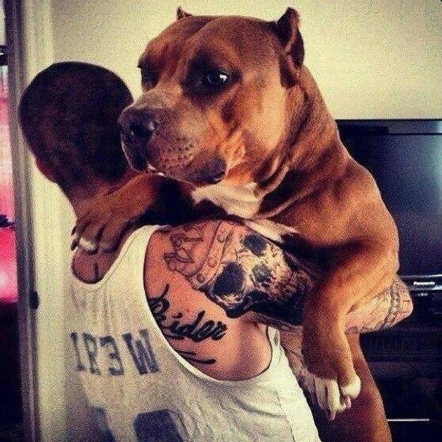 Пацан с питбулем