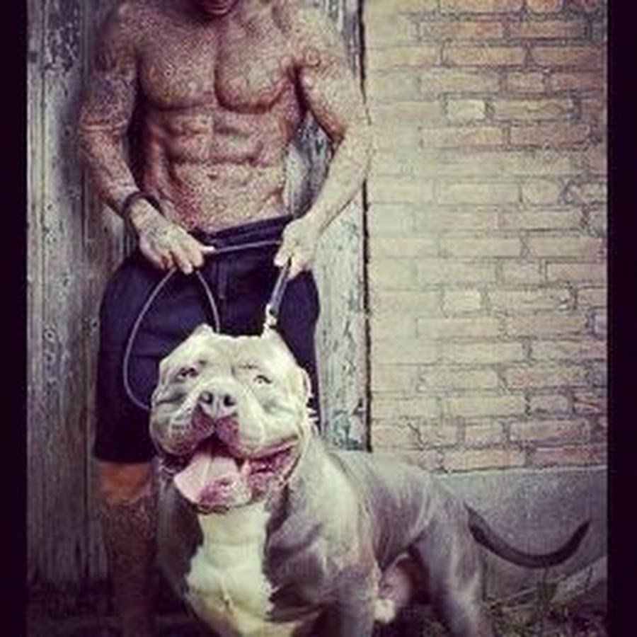 Парни с питбулями