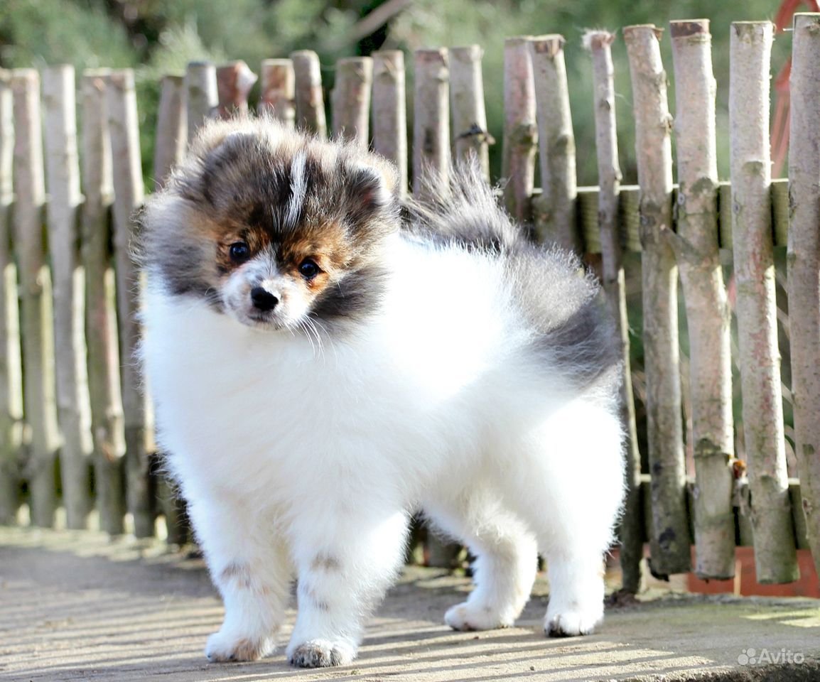 Шпиц фото