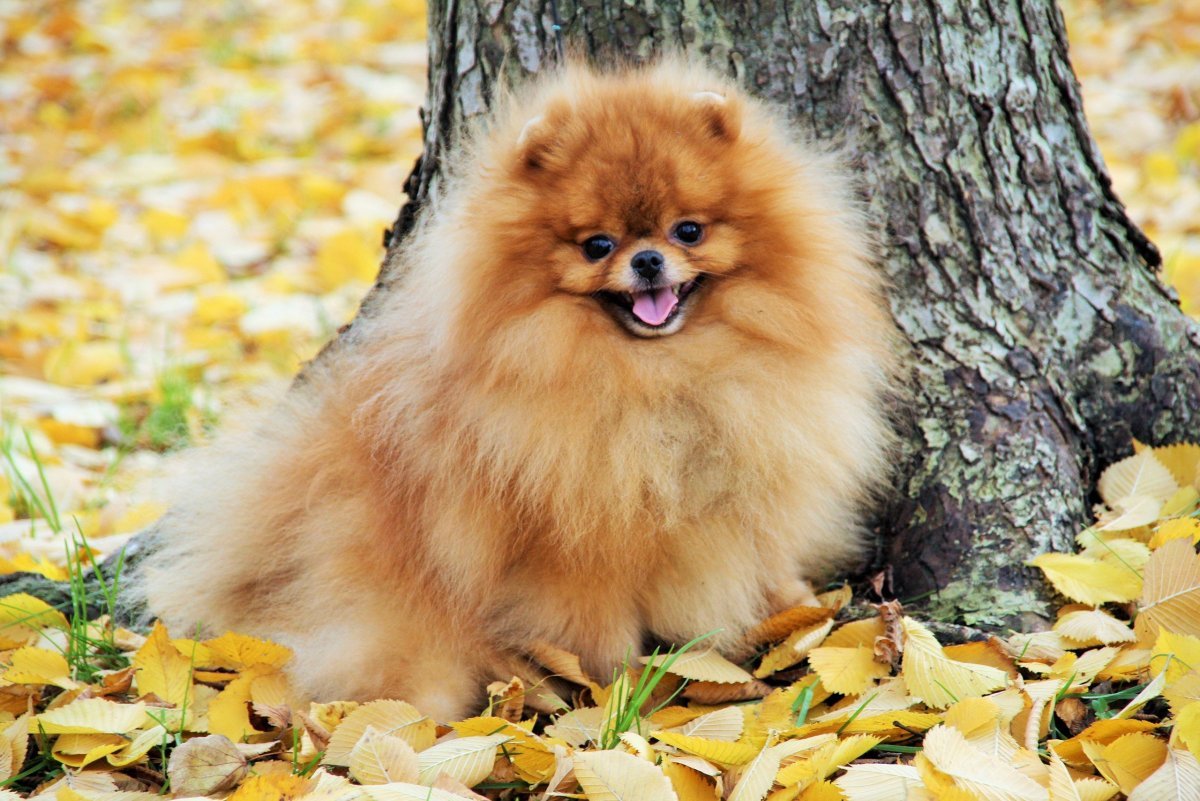 Тигровый шпиц