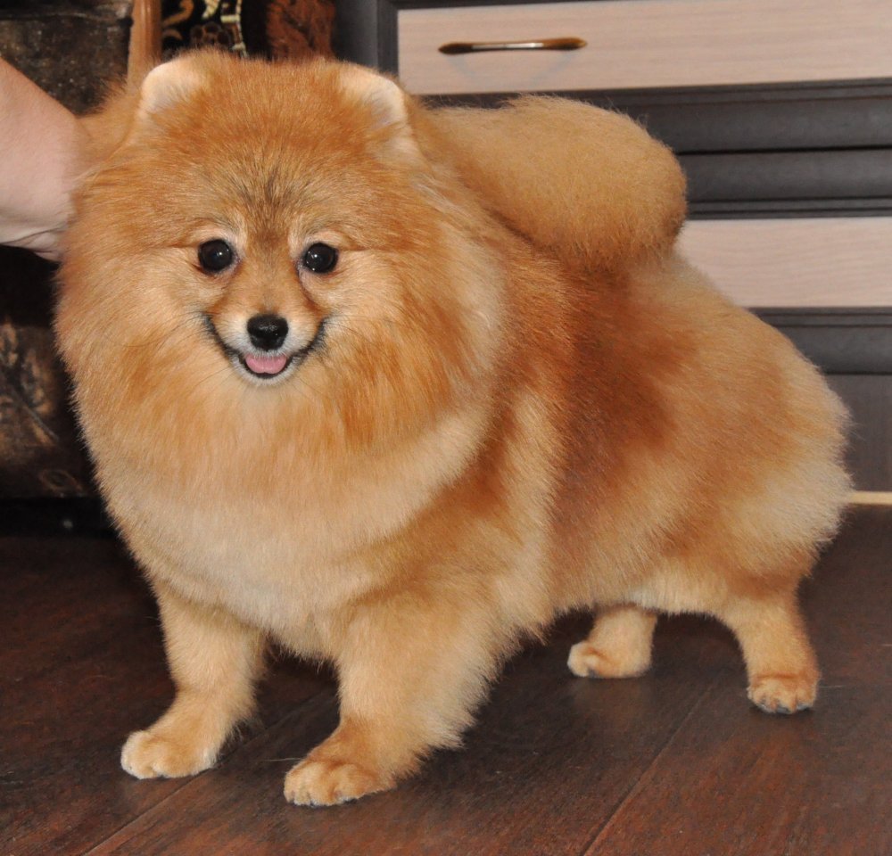 Самый дорогой и редкий шпиц