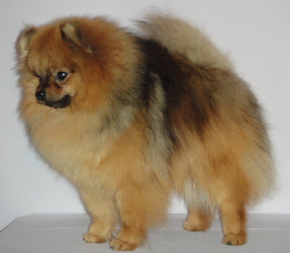 Померанский шпиц Мерль