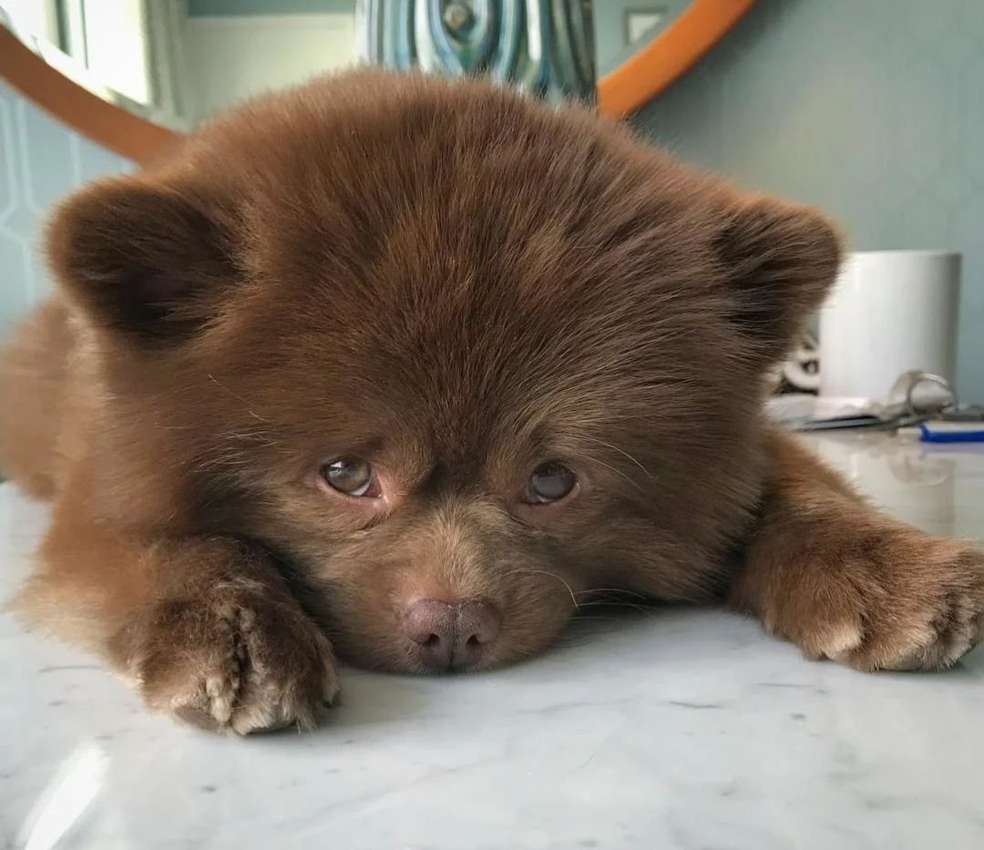 Шпиц Блю Мерле