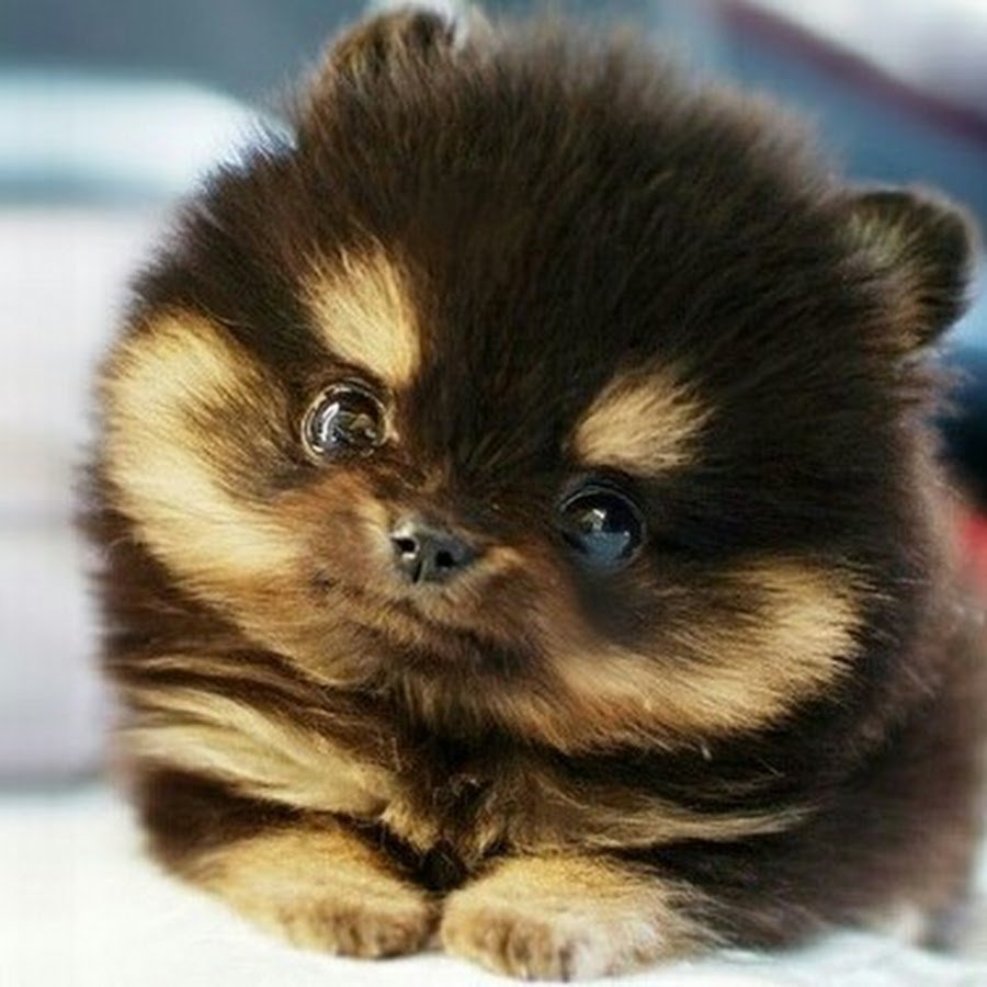 Разноцветный шпиц