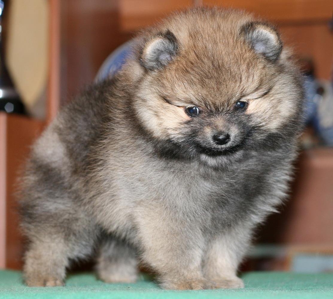 Померанский шпиц Teacup.