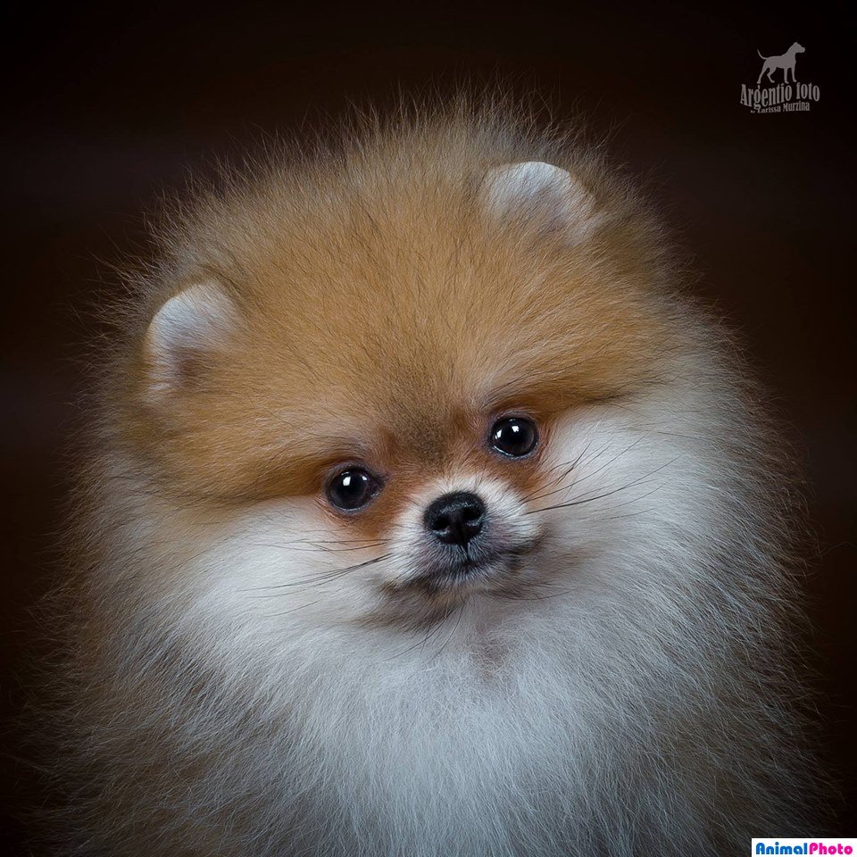 Шпиц соболино подпалый