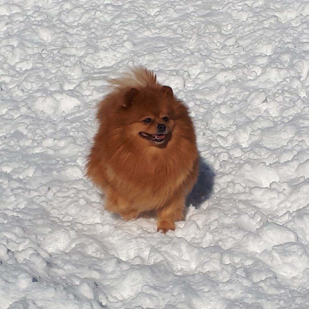 Украинский шпиц