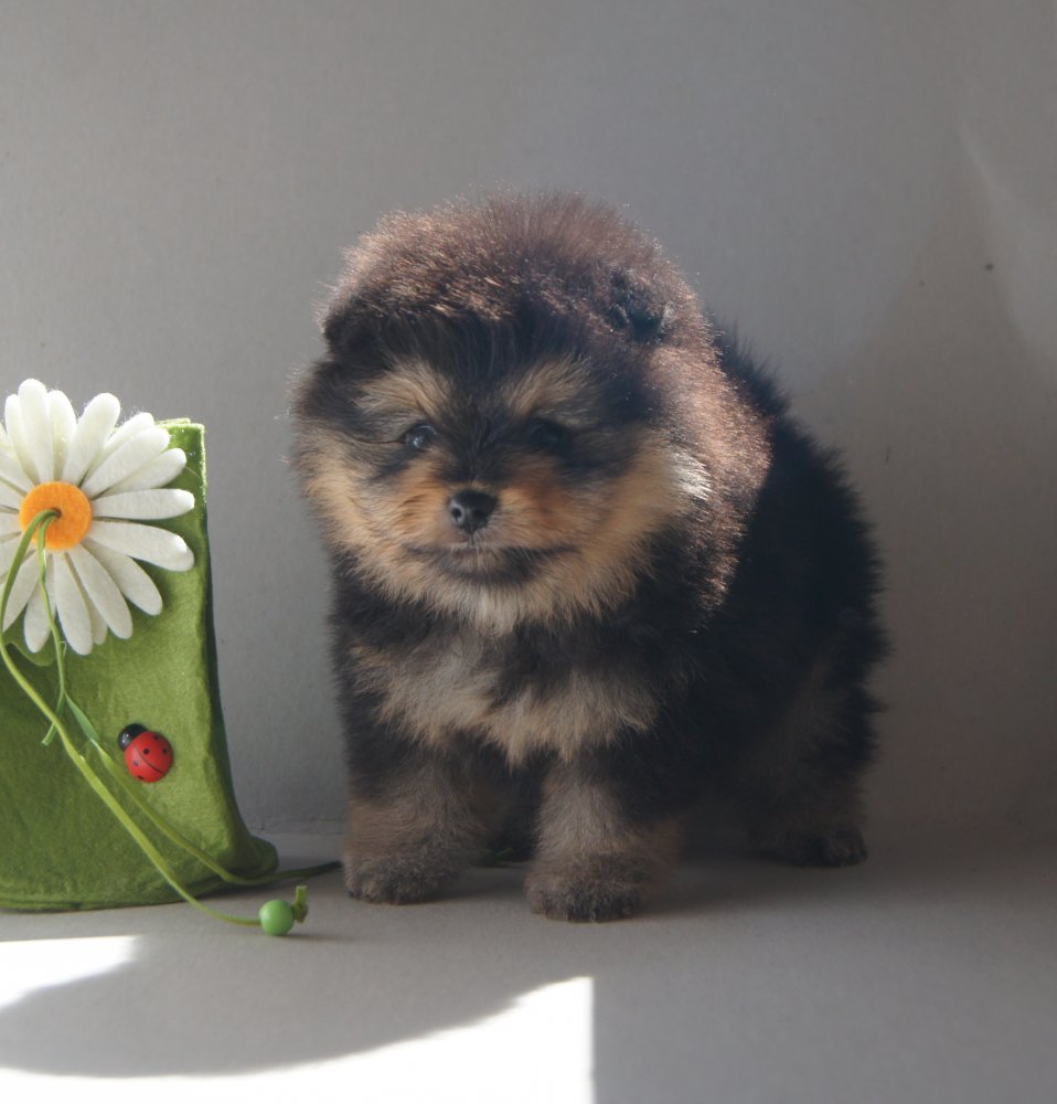 Фотоколлаж шпица после груминга