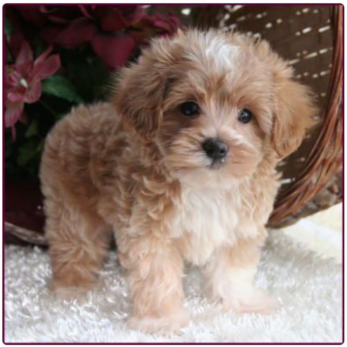 Порода мальтипу пудель