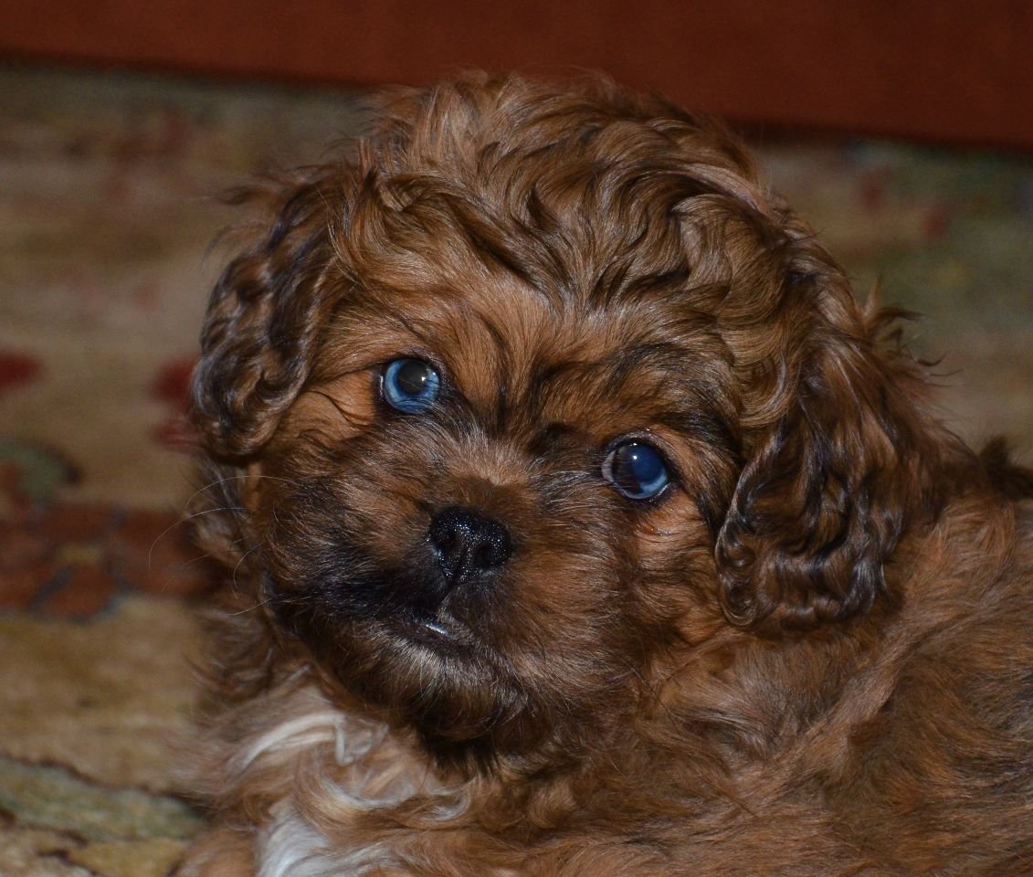 Карликовый пудель мальтипу