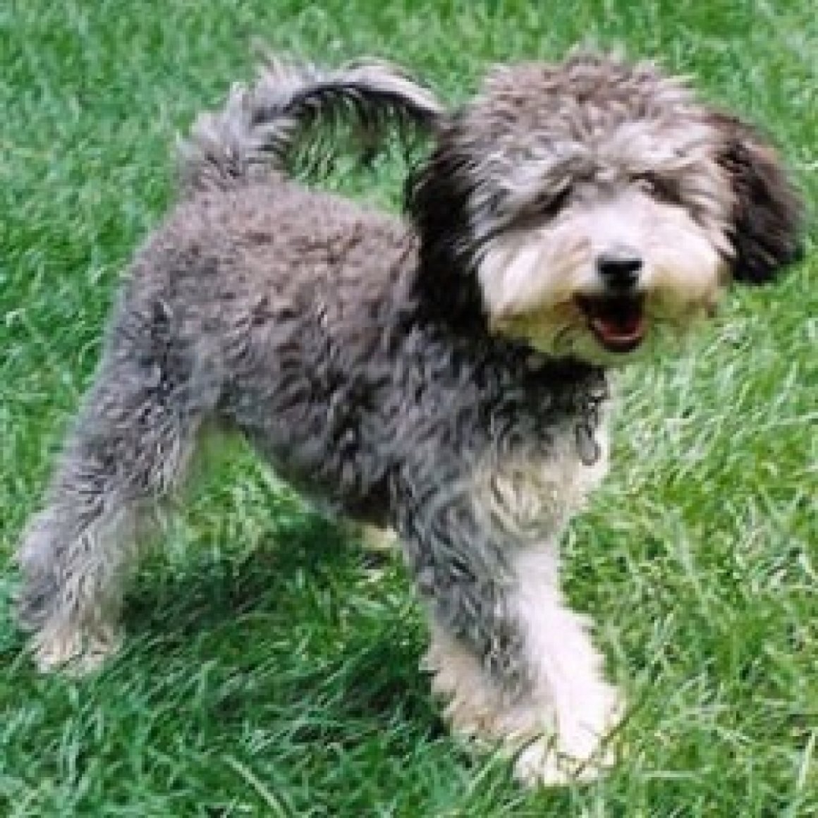 Havapoo Puppies for sale Florida