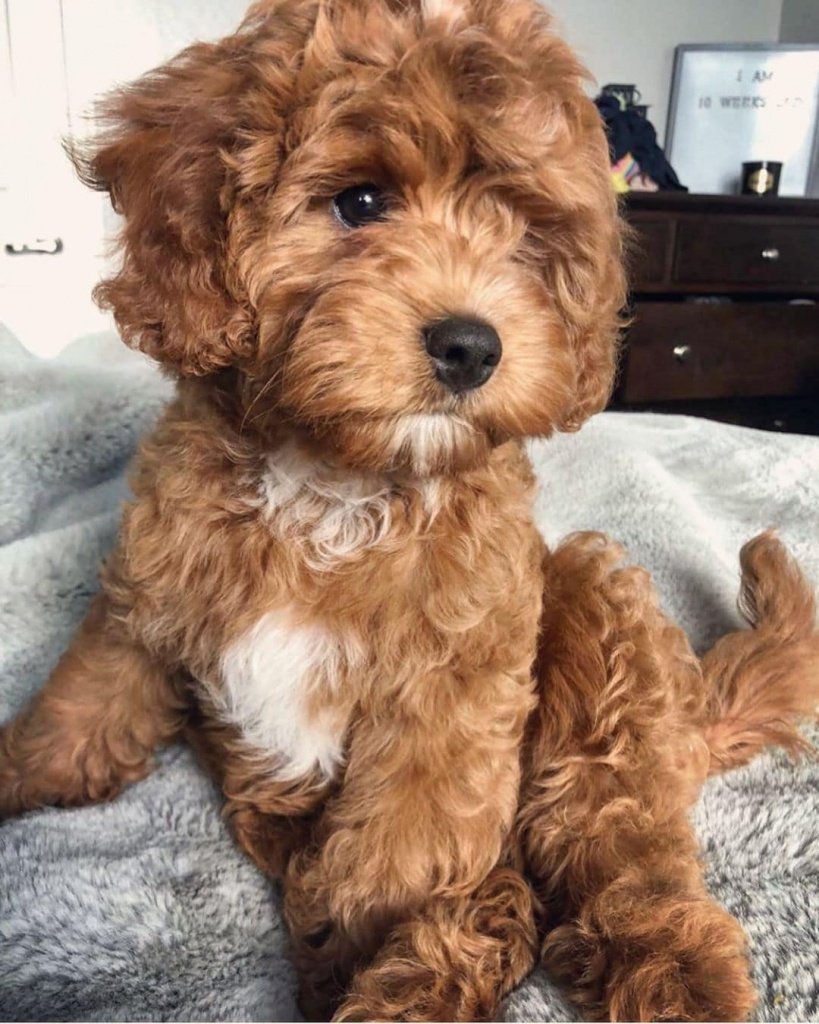 Кавапу и мальтипу