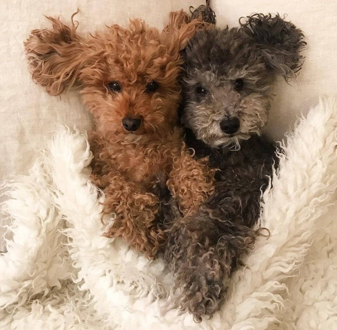 Смесь пуделя и Йорка