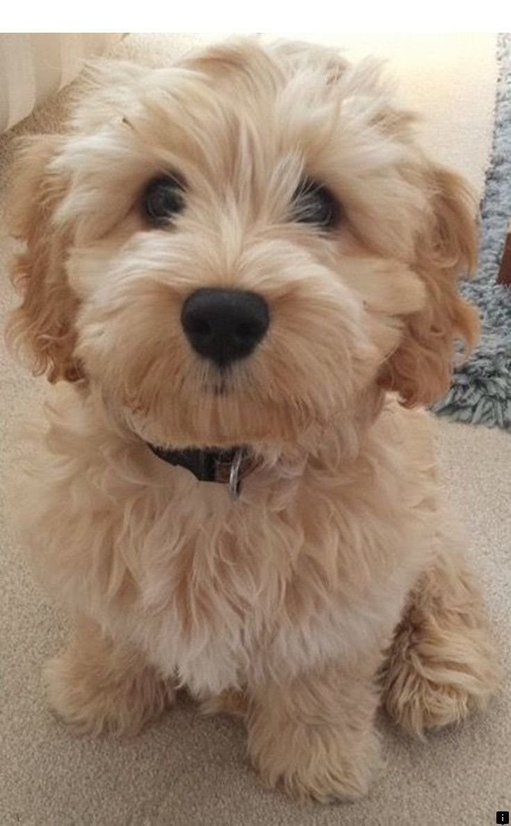 Мальтезе и мальтипу