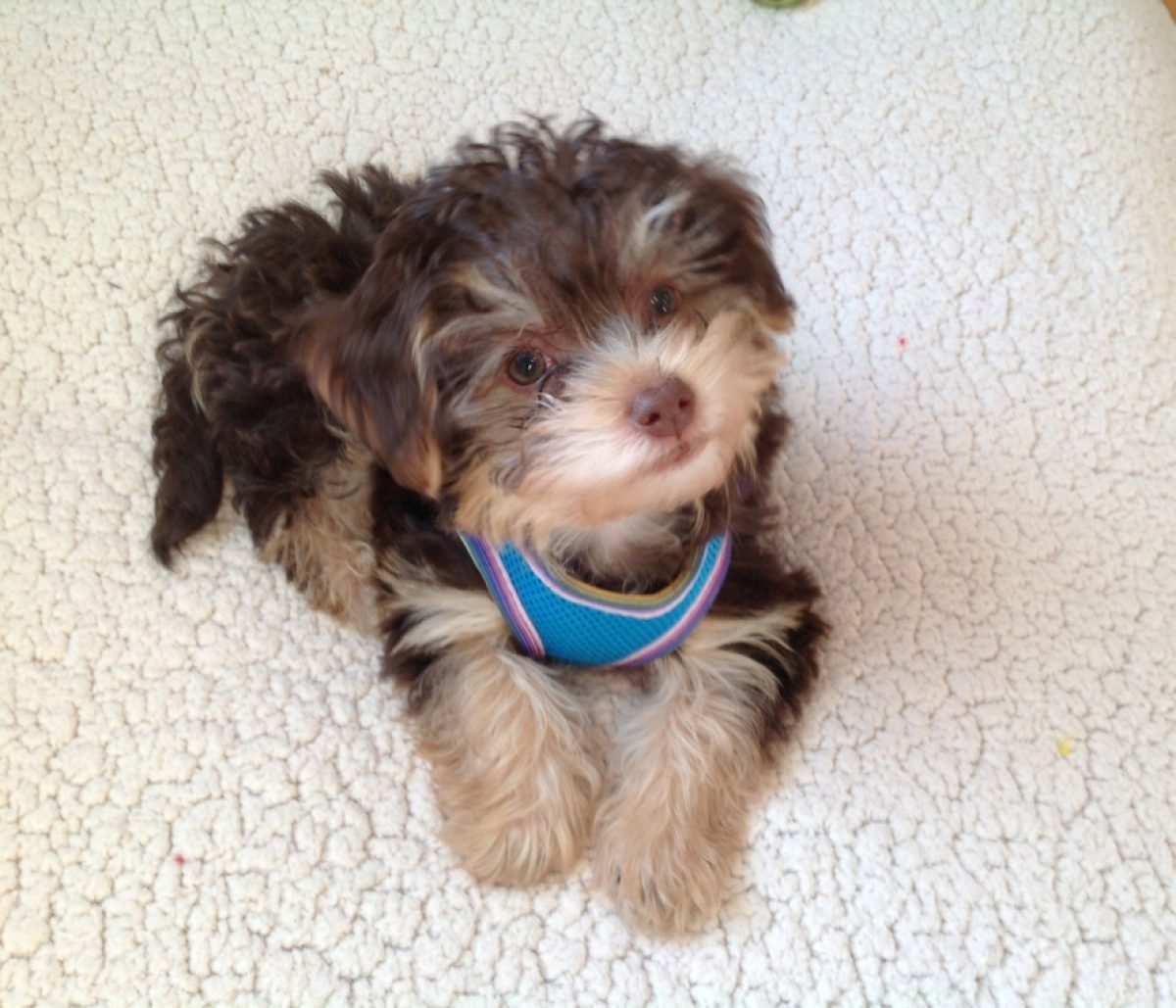 Метис Йорка и той пуделя