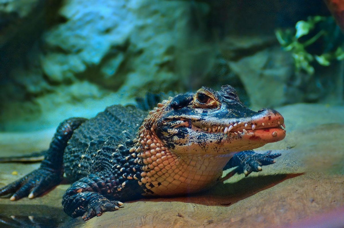 Амазонский Кайман