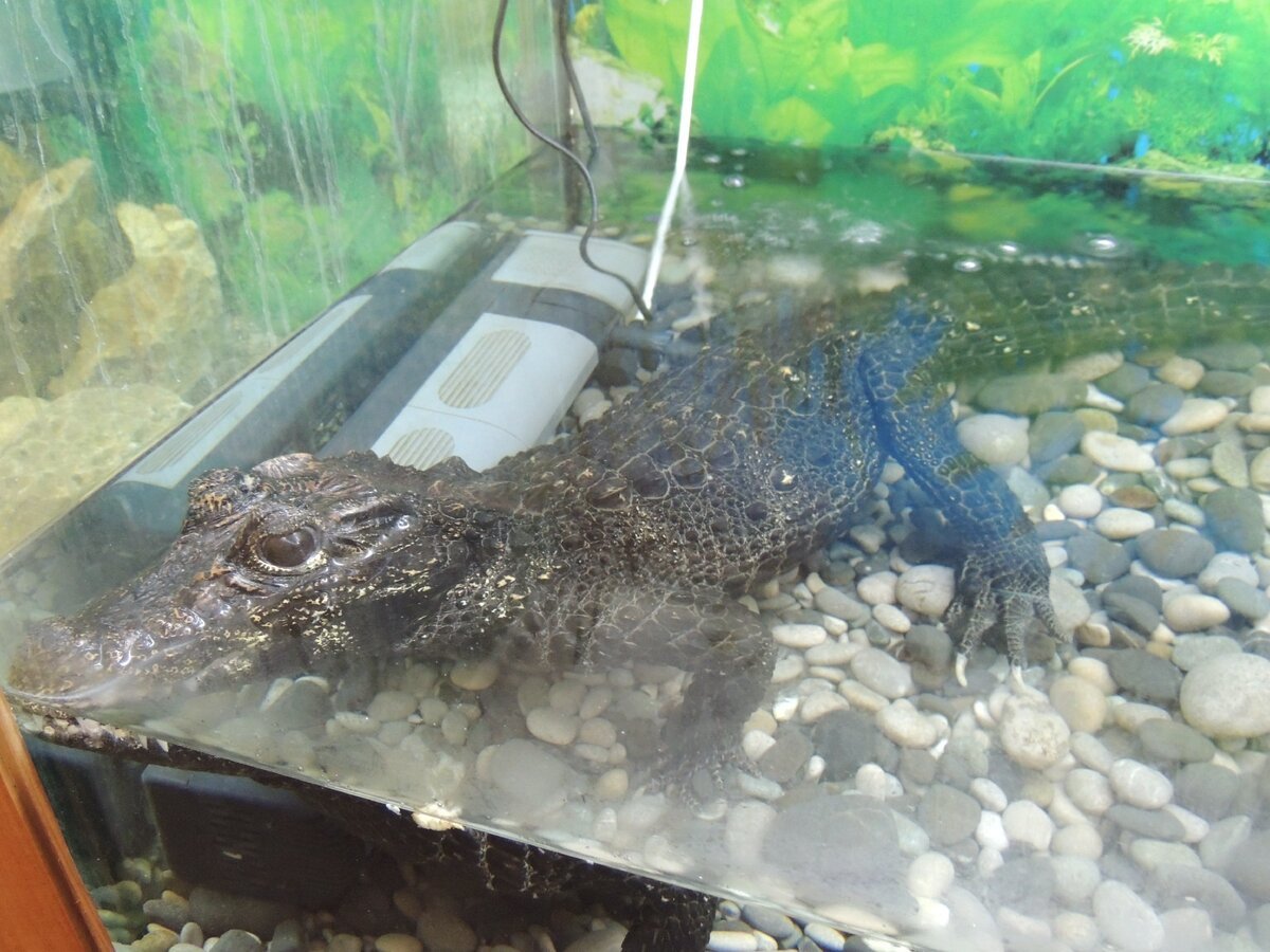 Карликовый крокодил для аквариума