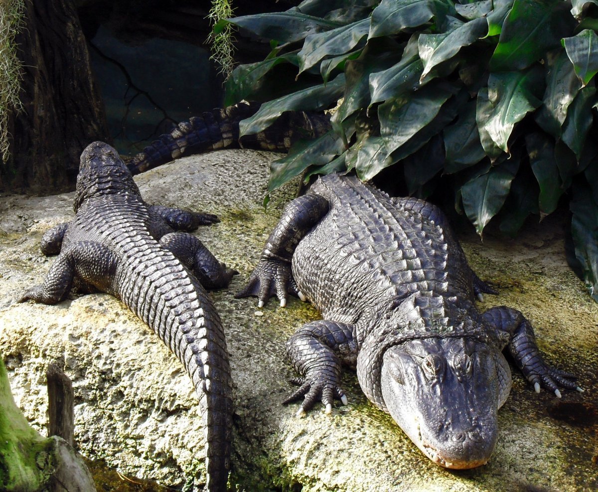 Миссисипский Аллигатор