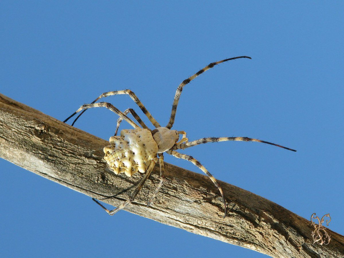 Argiope keyserlingi