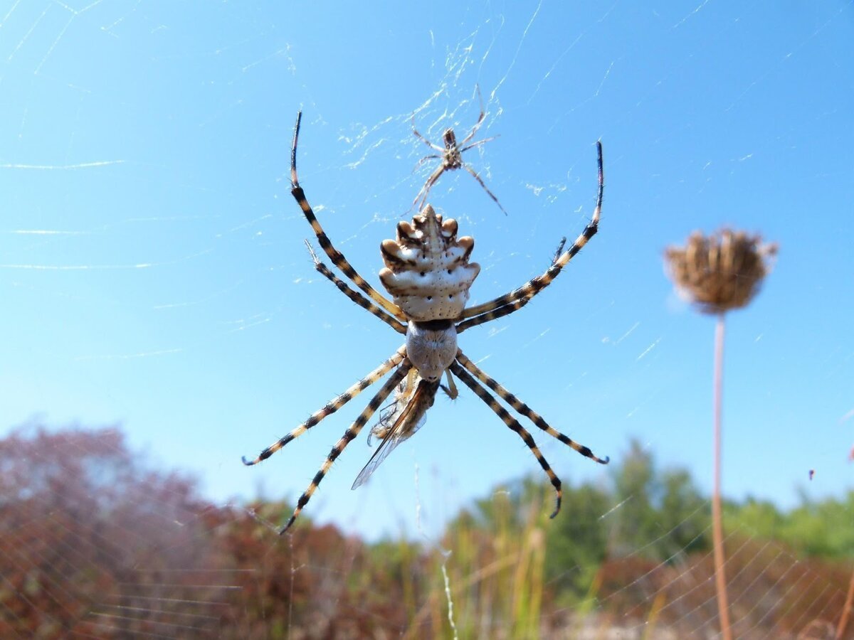 Паук Аргиопа дольчатая Argiope lobata