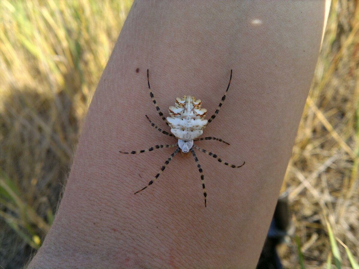 Аргиопа дольчатая Argiope