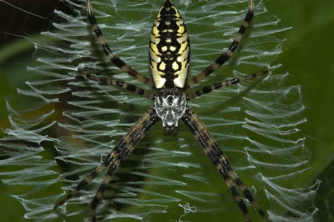 Аргиопа Трифасциата