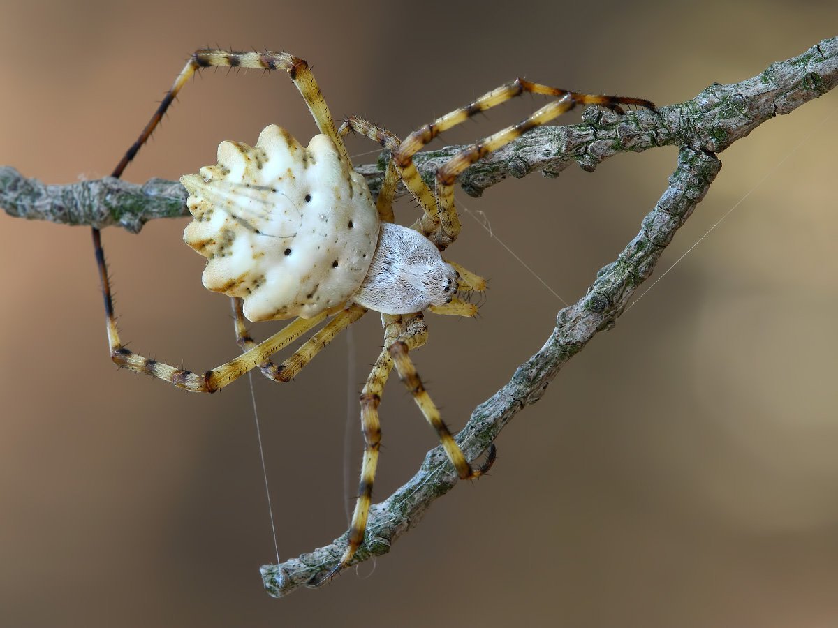 Паука-кругопряда Argiope lobata