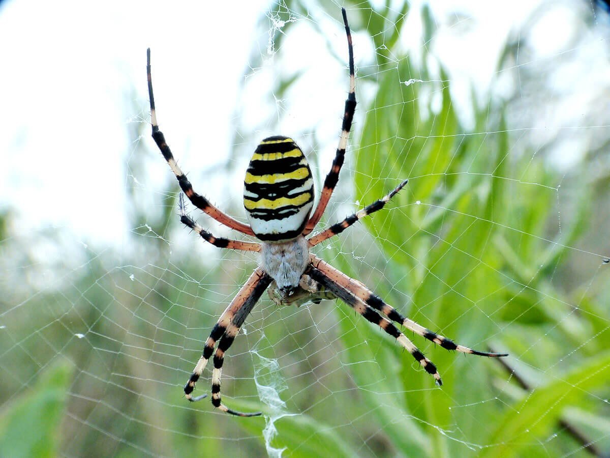 Паук крестовик из пластилина