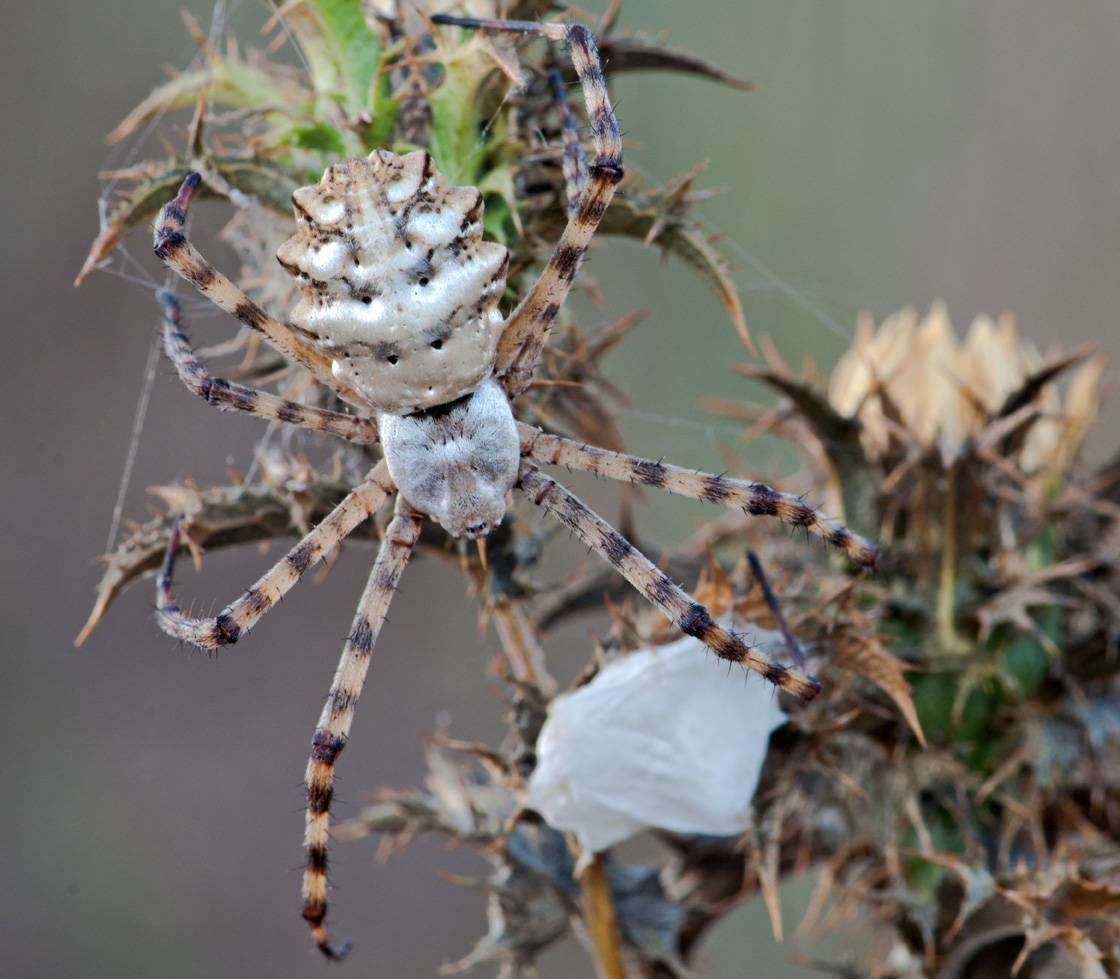 Аргиопа дольчатая