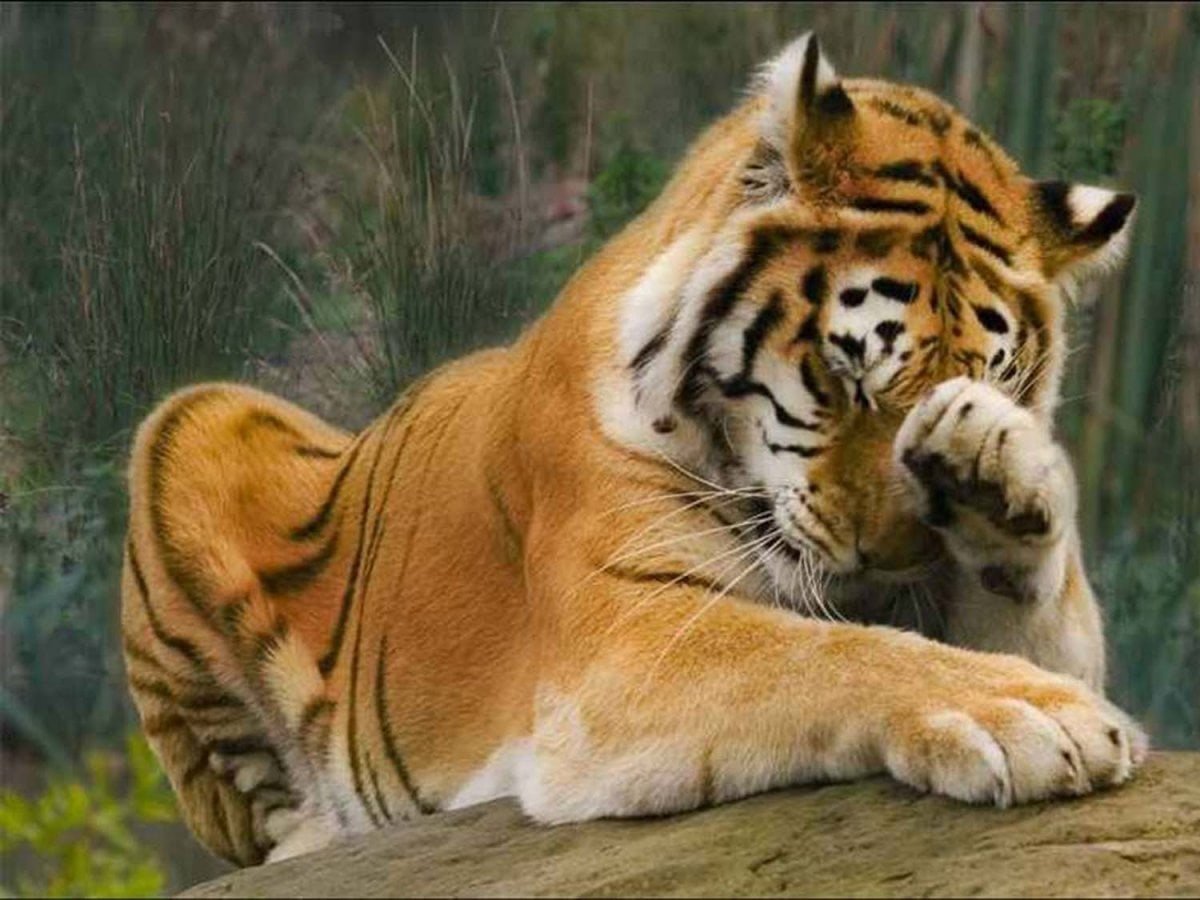 Добрый тигр