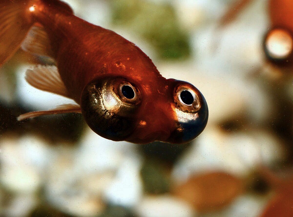 Звездочет рыбка аквариумная