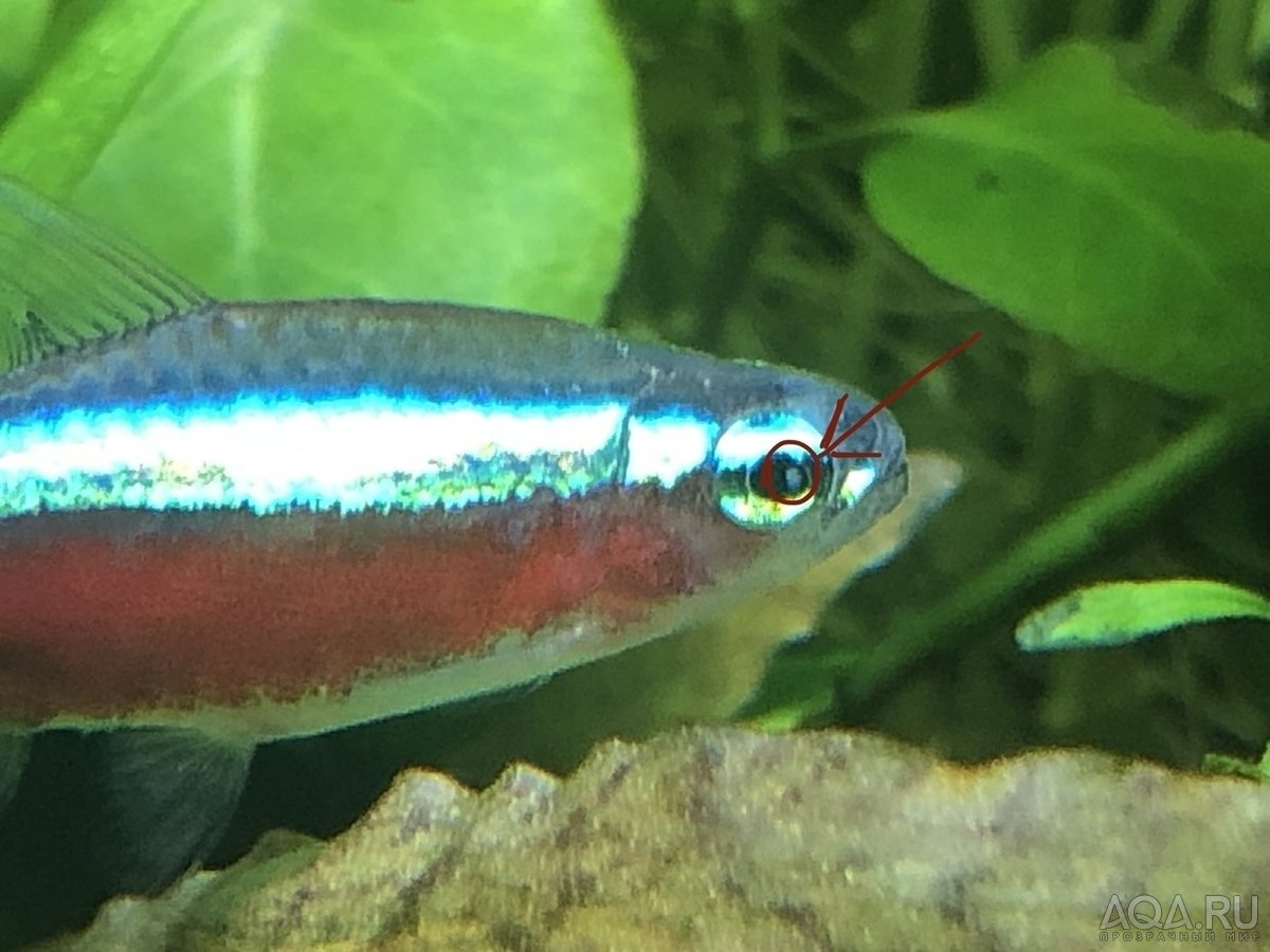 Аквариумная рыбка телескоп Звездочет