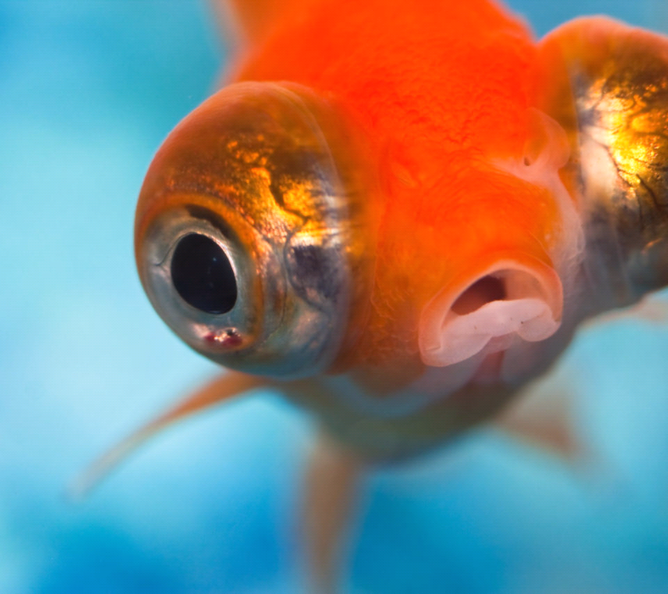 Золотая рыбка пузыреглаз