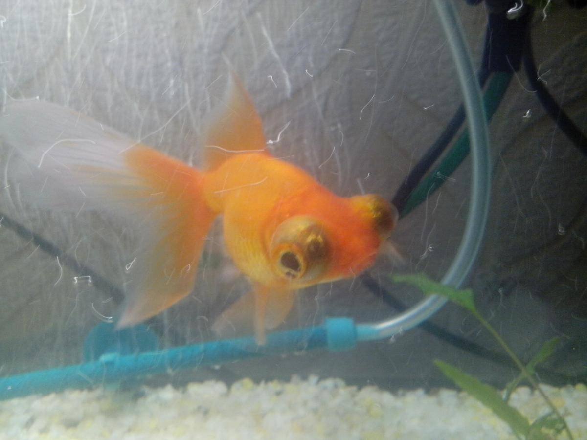 Пучеглазие у золотой рыбки